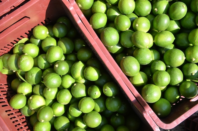 Limon hasadında kadın işçiler öne çıkıyor